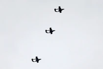 Bom rung chuyển Marawi sau khi thủ lĩnh IS kêu gọi bao vây