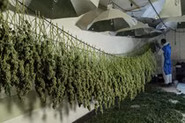 Hãi hùng cuộc sống “nô lệ” của người Việt sang Anh trồng cần sa