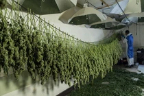 Hãi hùng cuộc sống “nô lệ” của người Việt sang Anh trồng cần sa