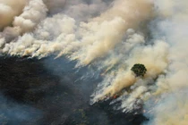 Cháy rừng diện rộng ở Indonesia, Malaysia và Singapore "vạ lây"