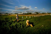 Tận mục trang trại sản xuất xì gà nổi tiếng ở Cuba