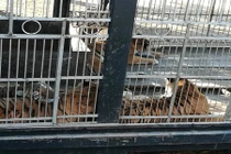 Thò tay vào chuồng hổ, rút được ra thì tay không còn 