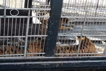 Thò tay vào chuồng hổ, rút được ra thì tay không còn 