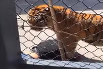 Rùng mình cảnh hổ vồ chết nhân viên sở thú ở Trung Quốc