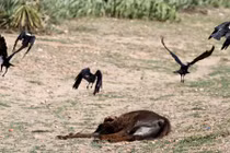 Ám ảnh nạn đói hoành hành Châu Phi