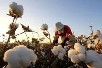 10 hình phạt kỳ quái nhất hành tinh