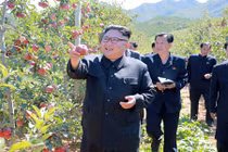 Lãnh đạo Kim Jong-un cười tươi thăm vườn táo trĩu quả