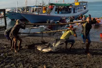 Tận mục cuộc sống của ngư dân Indonesia săn cá mập