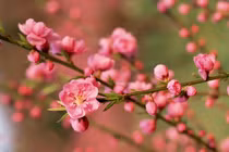 Những loài hoa đẹp và ý nghĩa không phải ai cũng biết ngày Tết