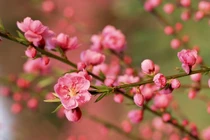 Những loài hoa đẹp và ý nghĩa không phải ai cũng biết ngày Tết