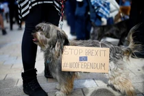 Kinh ngạc cả nghìn chú chó tham gia biểu tình phản đối Brexit