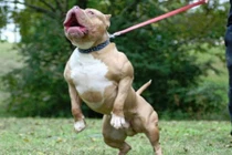 Kinh hoàng chó dữ giết người, làm 1 người nguy kịch