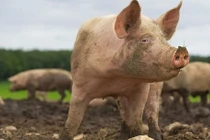 Người phụ nữ thiệt mạng khi đang cho heo ăn