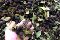 View - Loại cây được ví như "vàng đen", cho quả 20 triệu/kg | Báo Tri thức và Cuộc sống - TIN TỨC PHỔ BIẾN KIẾN THỨC 24H