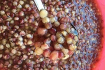 View - Hạt cứu đói thời bao cấp trở thành đặc sản săn đón | Báo Tri thức và Cuộc sống - TIN TỨC PHỔ BIẾN KIẾN THỨC 24H