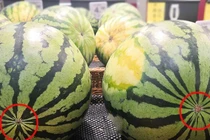 Mua dưa hấu đừng chọn bừa, nhìn vào chỗ này biết ngay quả nào ngon ngọt, nhiều nước ăn sướng miệng
