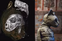 Sự thật sốc xác ướp thiêng không phải con người trong mộ cổ Ai Cập