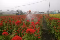 Làng hoa Sài Gòn tất bật hơn bao giờ hết những ngày cuối năm