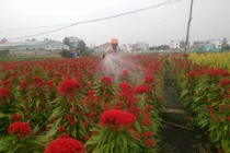 Làng hoa Sài Gòn tất bật hơn bao giờ hết những ngày cuối năm