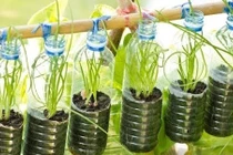 Trồng hành lá tươi tốt ngay trong nhà với mẹo hay ho này