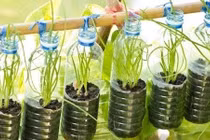 Trồng hành lá tươi tốt ngay trong nhà với mẹo hay ho này