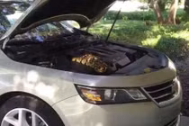 Ô tô không khởi động, mở nắp phát hoảng khi nhìn thấy trăn khủng