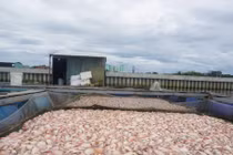 Đà Nẵng: 60 tấn cá nuôi chết trắng sông Cổ Cò 