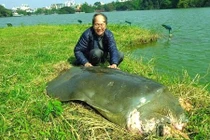 Hồ Gươm ô nhiễm và mất khả năng tự làm sạch