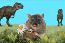 Tiết lộ "sốc" loài chuột có nọc độc ở 2 chân sau