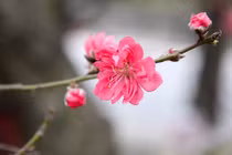 Ảnh: Đào Tết “khủng” giá bạc triệu mang xuân ra phố