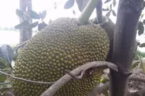 Tận mục vườn mít Thái tiền tỷ toàn quả khổng lồ