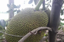 Tận mục vườn mít Thái tiền tỷ toàn quả khổng lồ