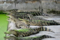 Hình ảnh khủng khiếp trong trại nuôi hàng nghìn con cá sấu ở Sài Gòn 