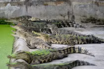 Hình ảnh khủng khiếp trong trại nuôi hàng nghìn con cá sấu ở Sài Gòn 