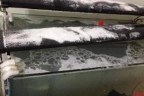 Những chiêu đánh ghen khủng khiếp thú cưng của chồng