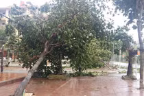  Bão vào Nghệ An - Hà Tĩnh, cây đổ, nhiều nhà tốc mái