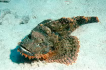 Phát hoảng những món hải sản có thể gây độc chết người