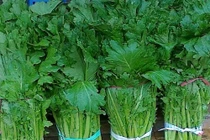 Sốt rau rừng giá 120k/mớ cũng không có mà bán