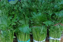 Sốt rau rừng giá 120k/mớ cũng không có mà bán