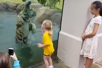 Chú hổ con chơi đùa cực ngộ với bé gái qua tường kính
