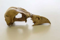 Giải mã DNA của loài chim đã tuyệt chủng