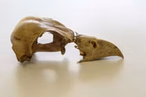 Giải mã DNA của loài chim đã tuyệt chủng