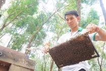 Vượt 500km đưa ong đi tìm mật hoa, “hái” được hàng trăm triệu 