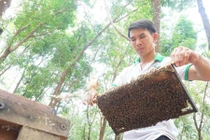 Vượt 500km đưa ong đi tìm mật hoa, “hái” được hàng trăm triệu 