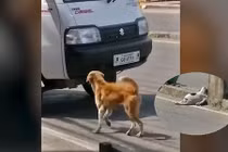 Chó mẹ điên cuồng chặn đầu xe để tìm người giúp đỡ con