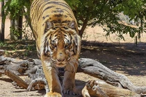 Hổ Bengal cắn gẫy xương nhà sáng lập tổ chức giải cứu động vật