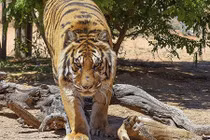 Hổ Bengal cắn gẫy xương nhà sáng lập tổ chức giải cứu động vật