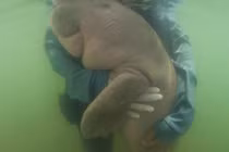 Bò biển lạc mẹ từng gây sốt chết tức tưởi vì điều ám ảnh