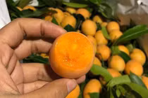 Sốt quả thanh trà: Giá “chát”, chưa kịp về đã cháy hàng 