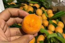 Sốt quả thanh trà: Giá “chát”, chưa kịp về đã cháy hàng 